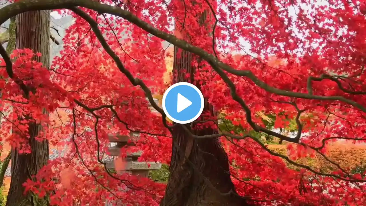 Cherry Blossom| Peaceful Music | soothing music for relaxing| healing music| sakura by Rest In Peace