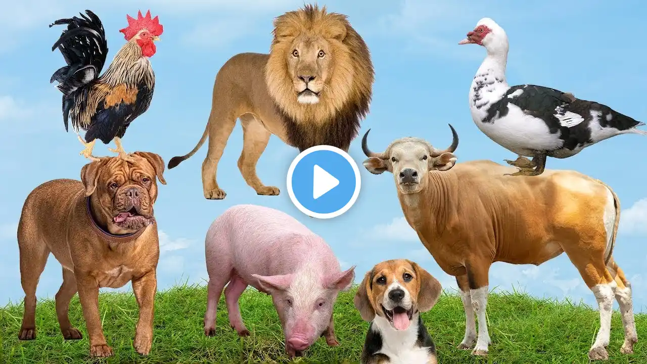 Domestic Animals, Farm Animals Sounds Rooster, Lion, Pitbull, Goose, Bull, Dog, Pig,.... Animal Life