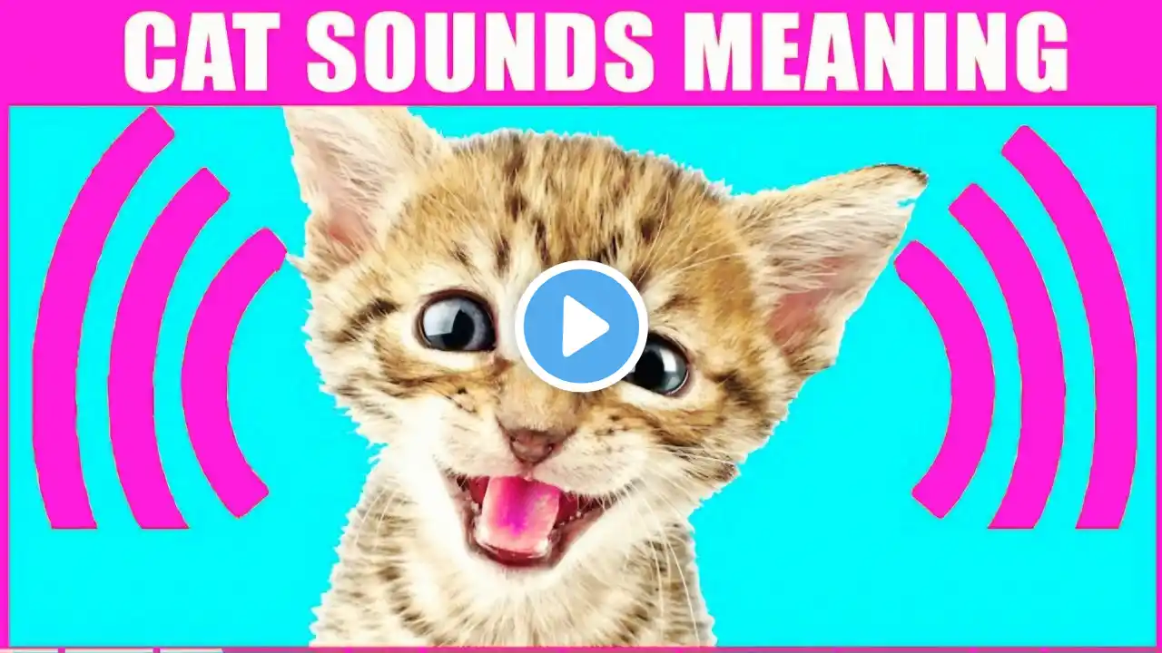 Meows, Purrs & Hisses: Understanding Your Cat Like Never Before...!!!