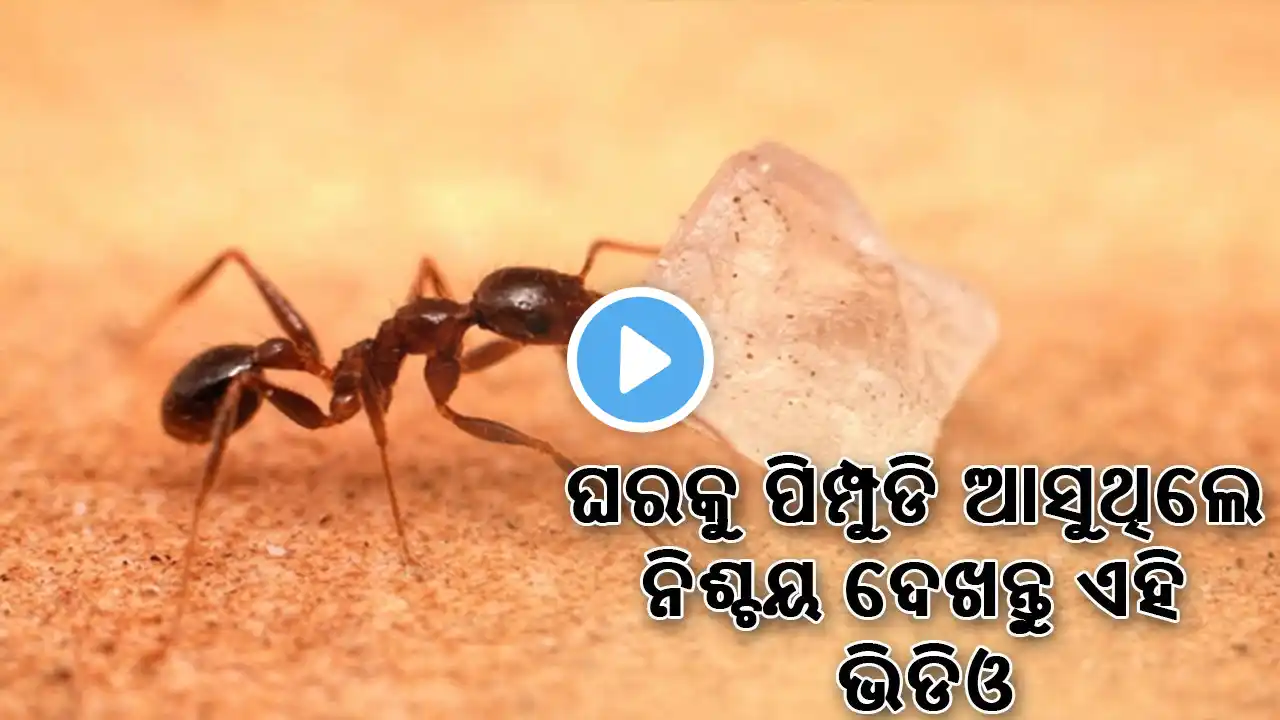 What Does it Mean for Ants to Come Home? || Astrology Tips In Odia || Red Ant || Black Ant