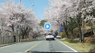 서안나 발라드 11곡 l 영상배경 : 대청호 회남로 (오동선 벚꽃길) 드라이브 20220410