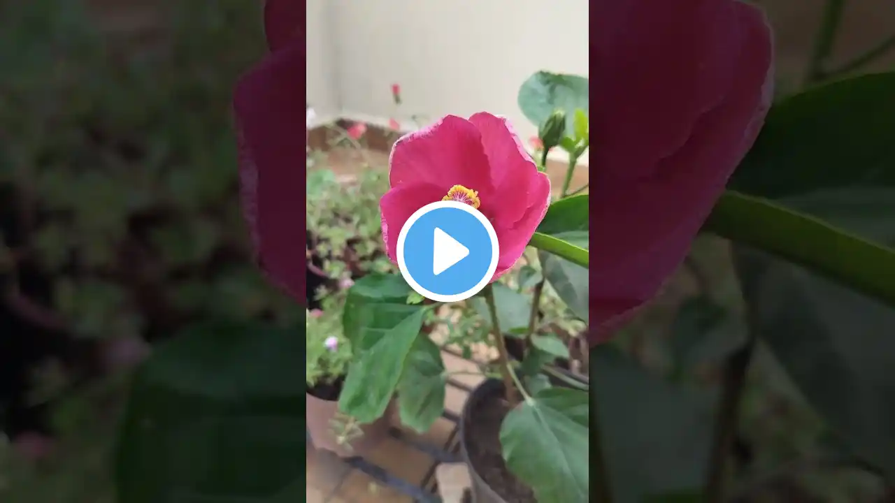 subscribe#flowers#nature#trending#shorts#trendingshorts#viralvideo #viralshorts#love#trend #beauty