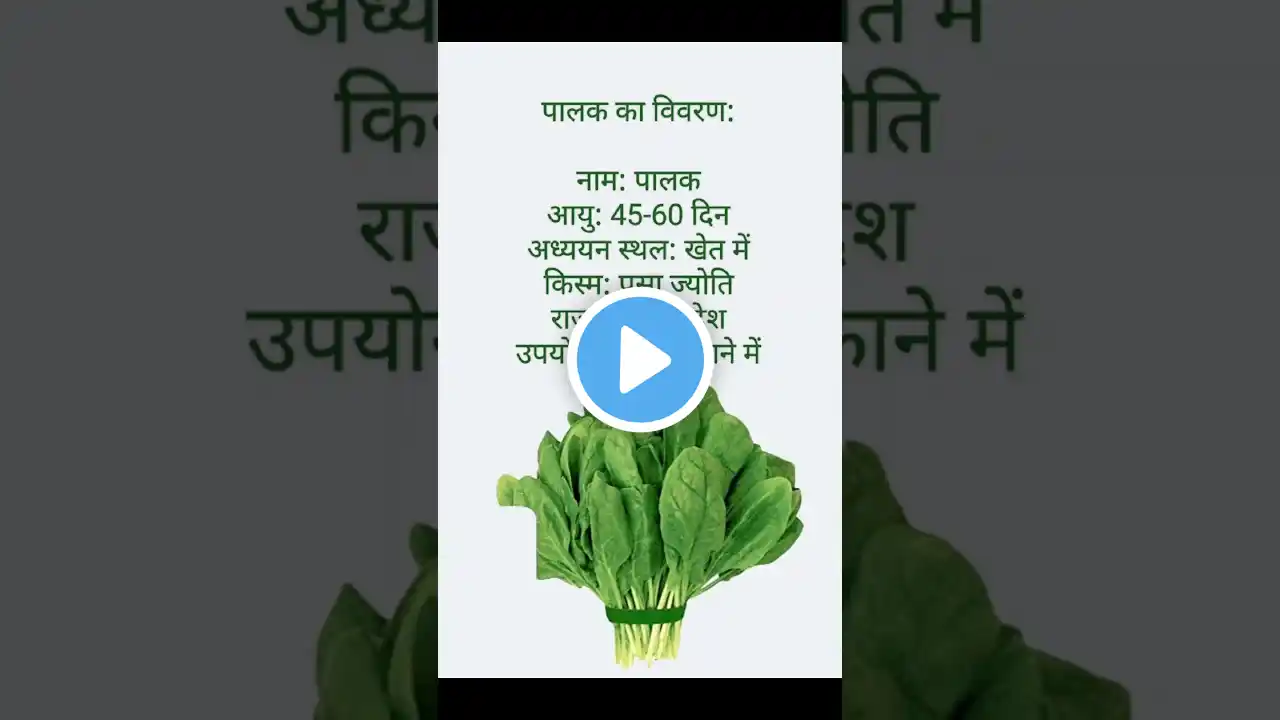 पालक का विवरण:नाम: पालकआयु: 45-60 दिनअध्ययन स्थल: खेत मेंकिस्म: पूसा ज्योतिराज्य: उत्तर #shortsfeed