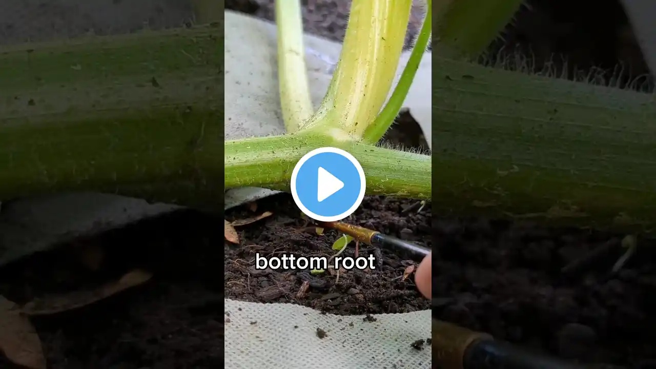 Giant Pumpkin plants now have names (temporarily) 🎃🌱  #asmr #gardening #vegetables #giantpumpkin