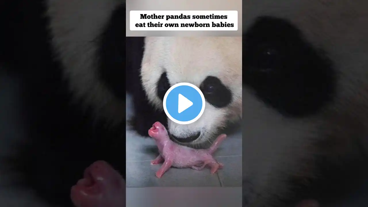 animals who eat their own newborn babies #facts  #youtubeshorts #shortsfeed #shortsvideo