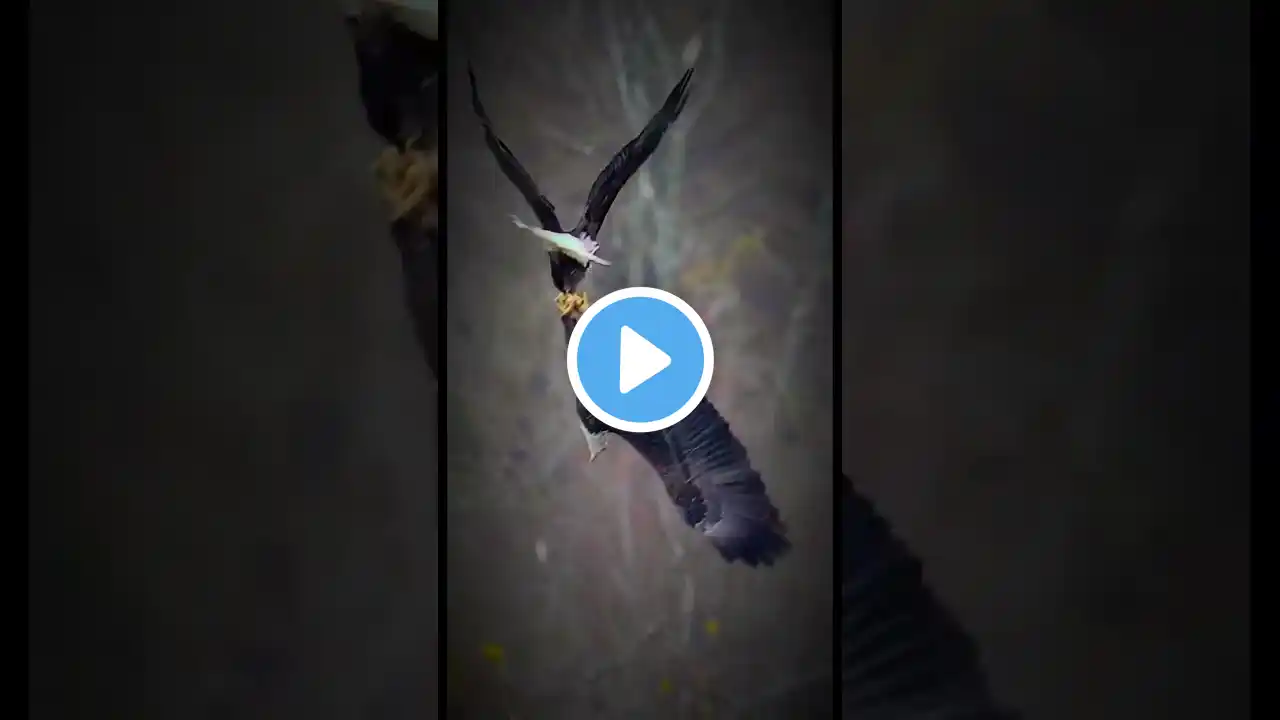 eagles #beautiful moment of eagles #birds #animals #shortvideo #trending #shorts #youtubeshort