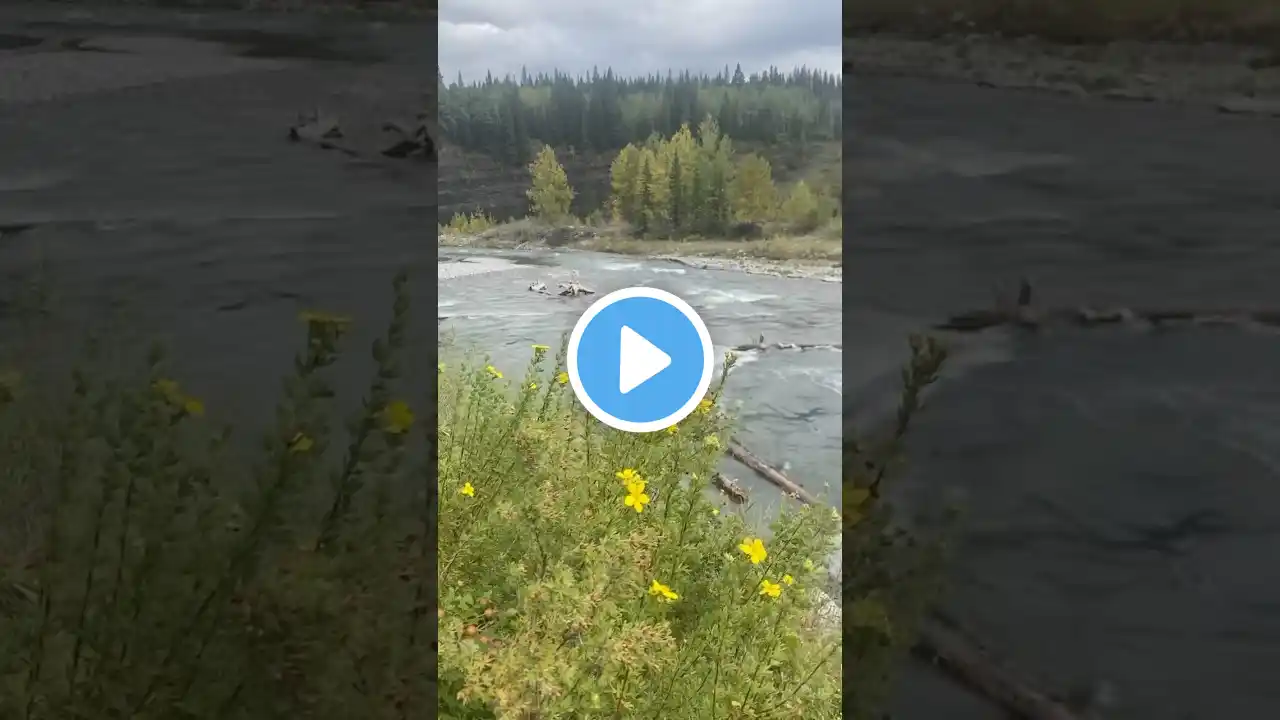 Nature Love #forgetmenot #calgaryalberta #relaxingmusic #naturelovers