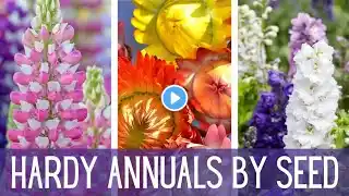 Do THIS & Get MORE Flowers In The Spring! 🌷🌷🌷 || Growing Hardy Annuals & Cool Flowers From Seed