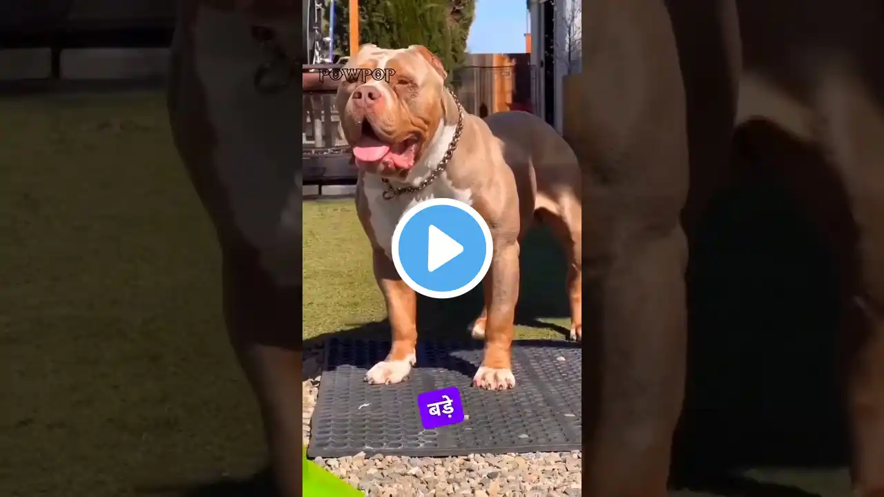 Pitbull vs Rottweiler: Clash of Titans! ๐ฎ #shorts #pitbull #rottweiler
