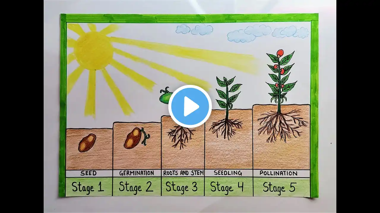 Plant life cycle diagram drawing step by step l How to draw seed germination chart easily