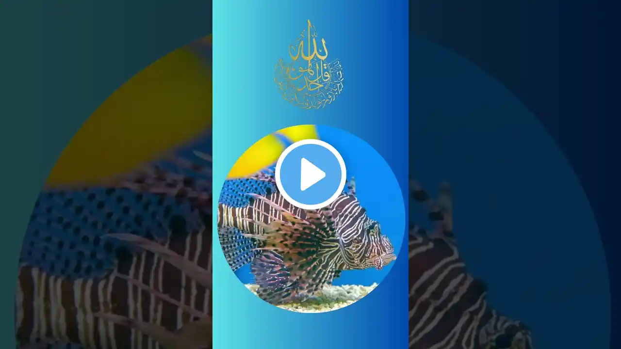 Surah Al Ikhlas #quran #surah #nature #recitation #beautiful #motivation #love #muslim #islam #peace