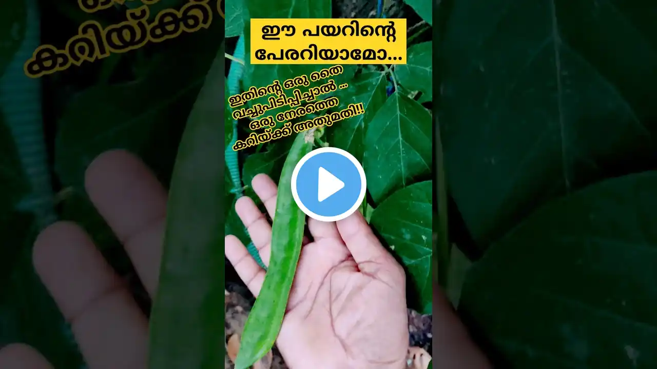 വാളങ്ങ പയർ | Valari Payar #krishimalayalam #shots #farming #agriculture #shortsfeed #youtube