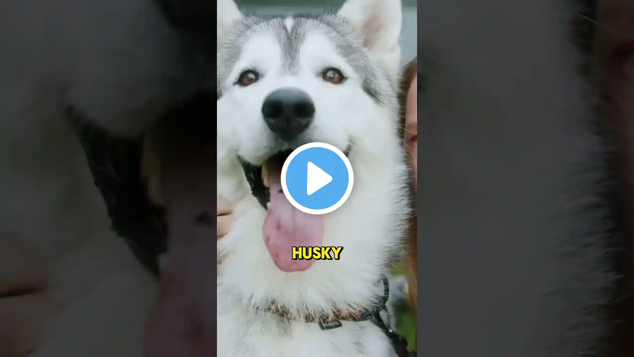 Most Dangerous Dog Breeds You Should Knock! #shorts #shortvideo #dogbreed #doglover #dog #pitbull