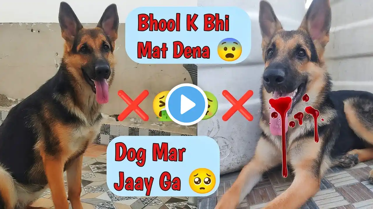 5 Foods That Could Kill Your Dog 😱 [ GSD 🦊 ] 5 ऐसे खाने की चीजे जो आपके डोग को जान से मार डेगी 😨