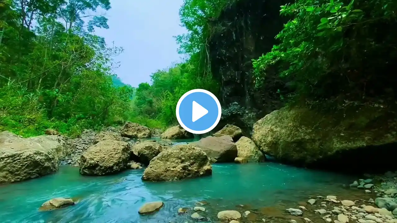 Relaxing Calm River Water Flow For Sleeping, Birds Song. Relaxing Nature Sound 24/7