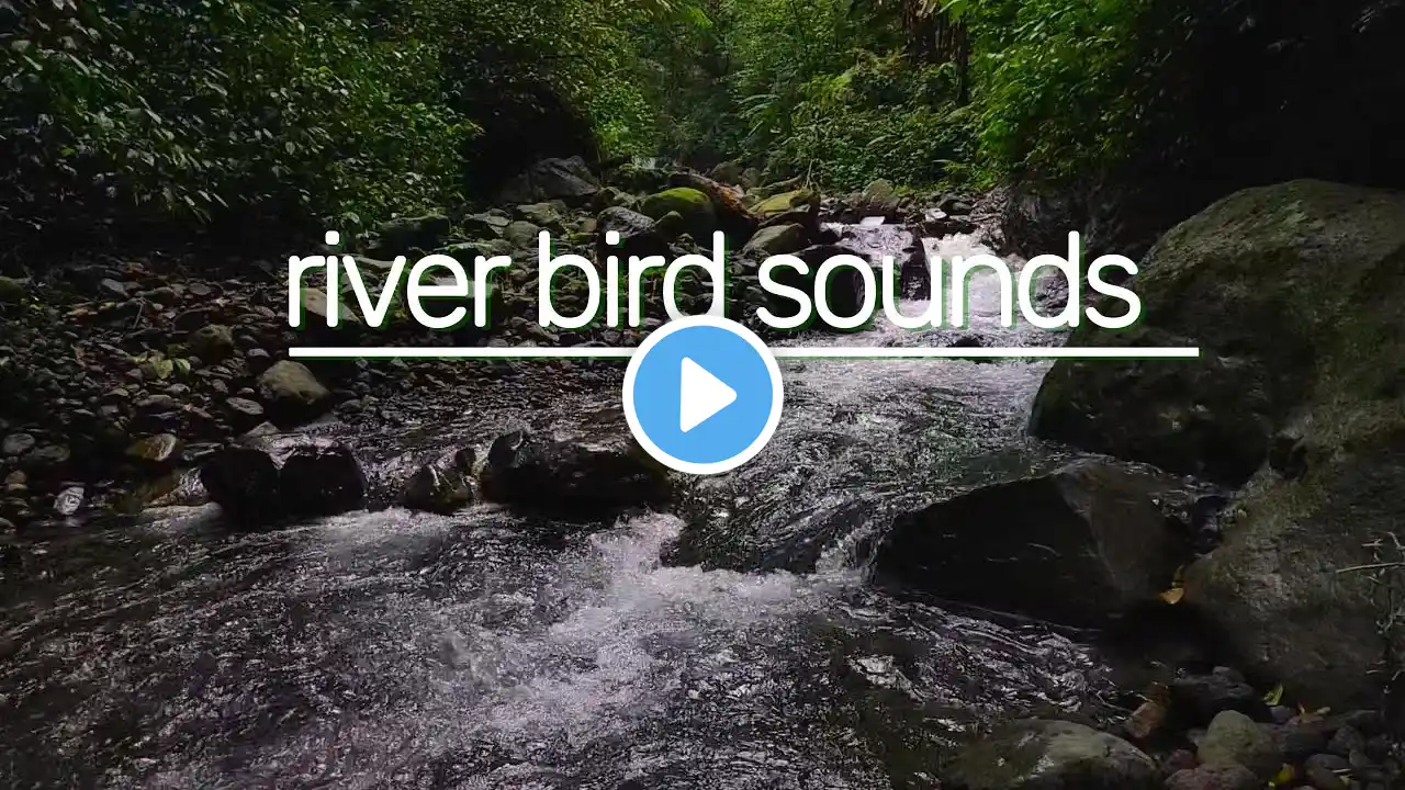Relaxing River Sounds, Soothing Stream Sounds, Wild Birds Chirping, Bird Song, Mountain Stream