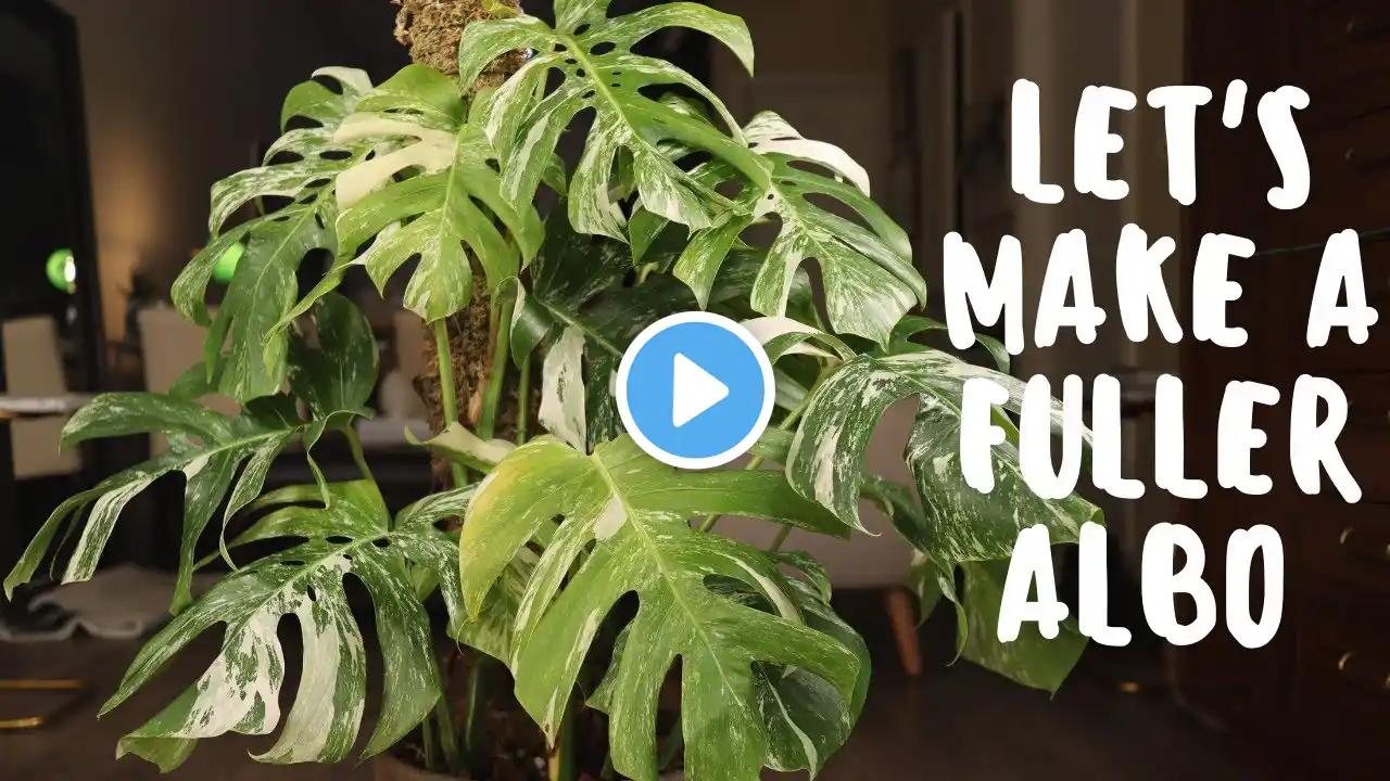 How To Transfer Variegated Monstera Albo Cutting in Moss to Soil