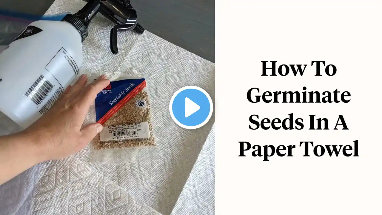 Germinating Tomato Seeds on a Paper Towel: Easy Step-by-Step Guide for Beginners