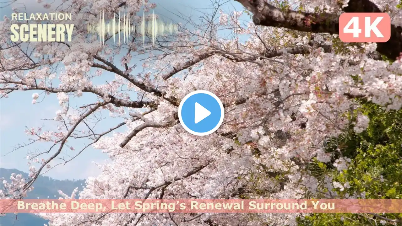 🌸 4K Spring Bliss: Blooming Flowers & Gentle Nature Sounds for Relaxation 🎶