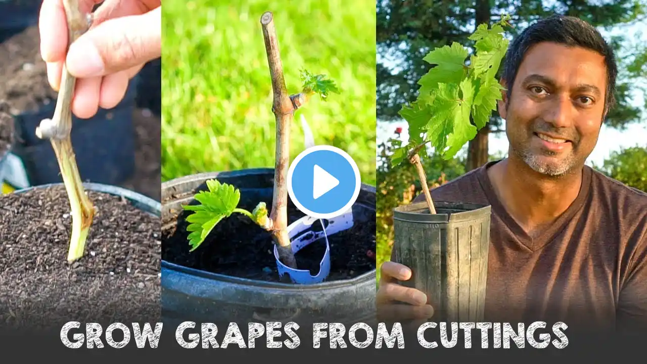 Easiest Way to Grow Grape Vines from Cuttings