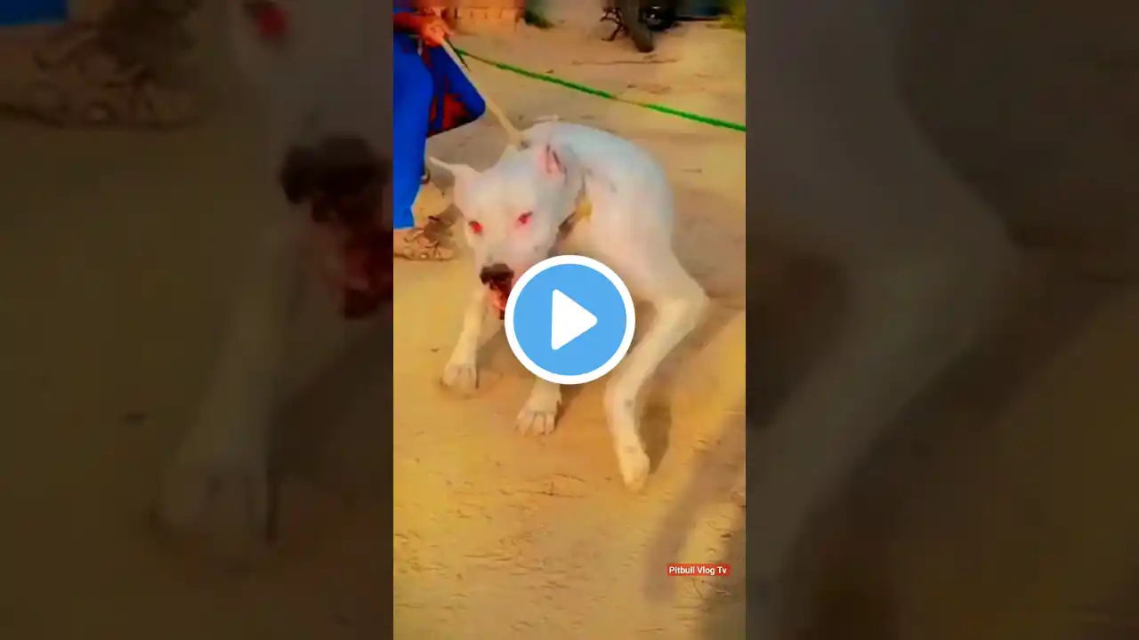 bully gultair dog in pakistan gultair dog shorts #shorts #dog #video #pitbullvlogtv