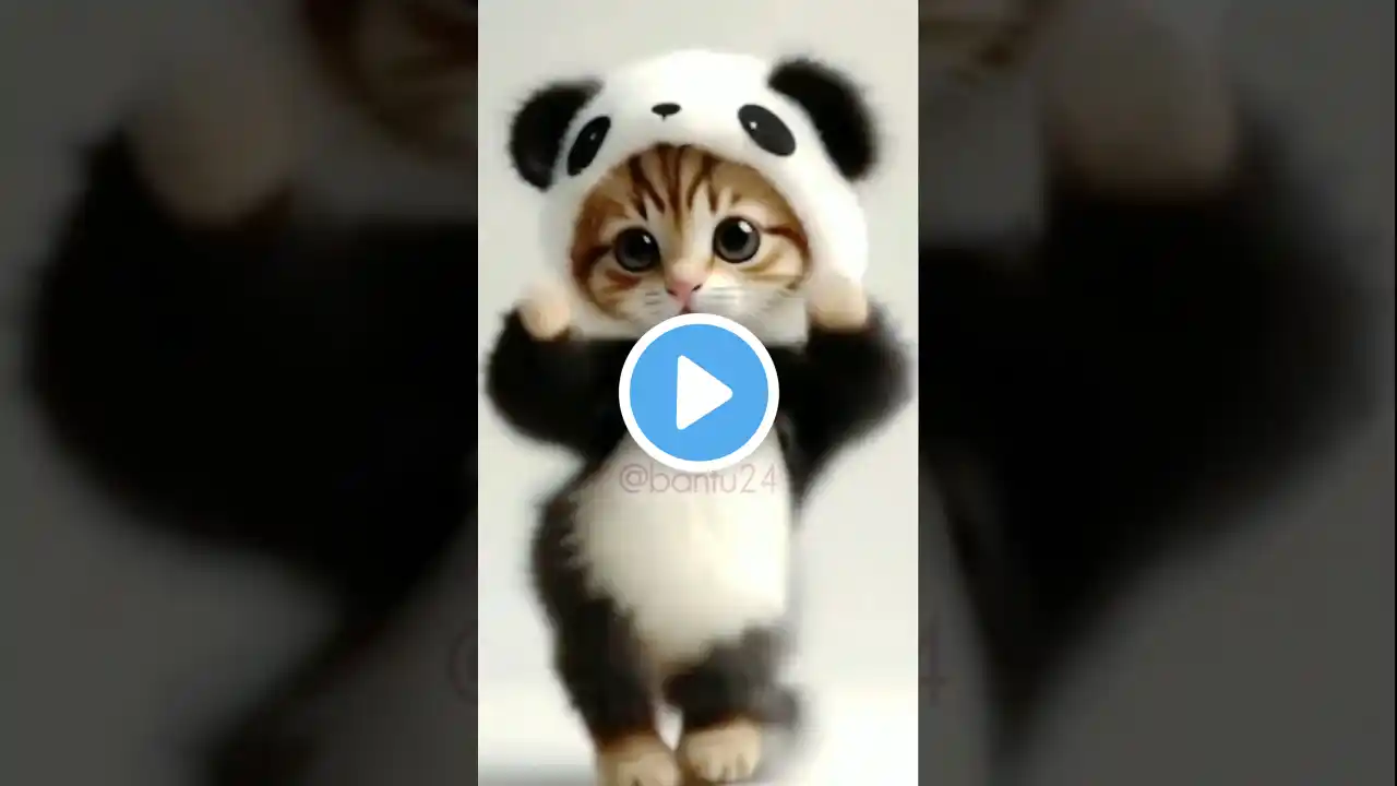 Super cat dance 🥰 #cute #cat #catlover #funny #short #shorts #shortvideo #yt #ytshort #ytshorts