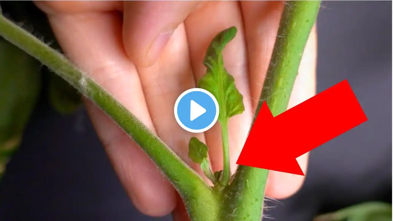 NEVER REMOVE THIS SUCKER FROM TOMATOES