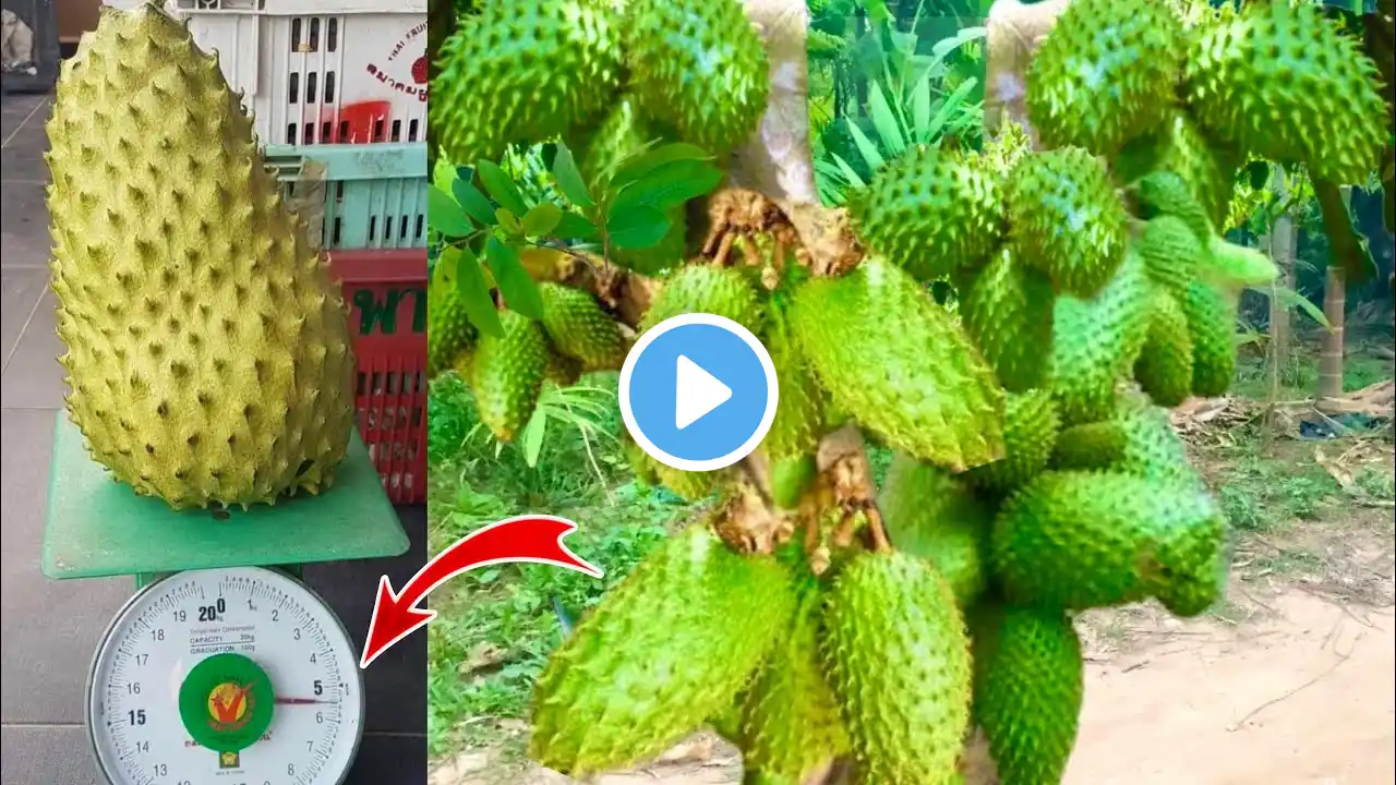 How to Grafting Soursop tree fast Get a lot of fruit in a short time