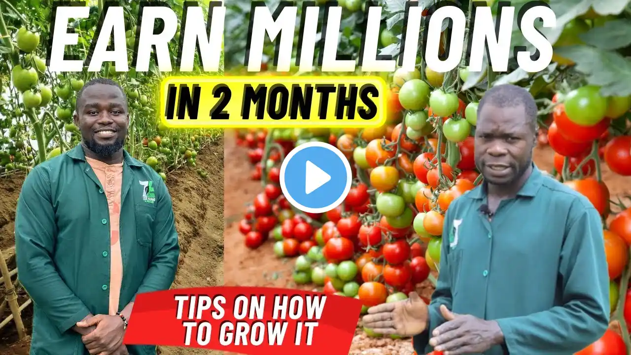 How To Grow Tomatoes From Seed To Harvest In Two Months