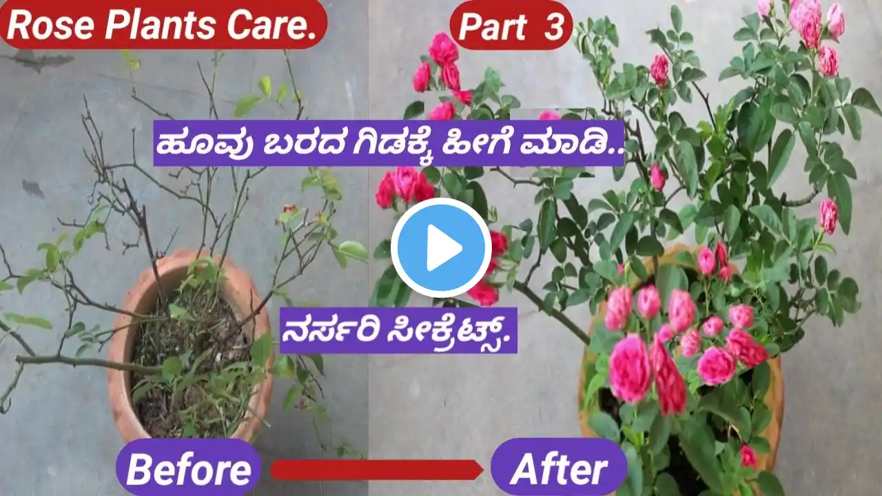 Nursery Secret to get more flowers/Rose plants Care/ಗುಲಾಬಿ ಗಿಡದ  ದೊಡ್ಡ ರಹಸ್ಯ/Soil Mixture for Rose.