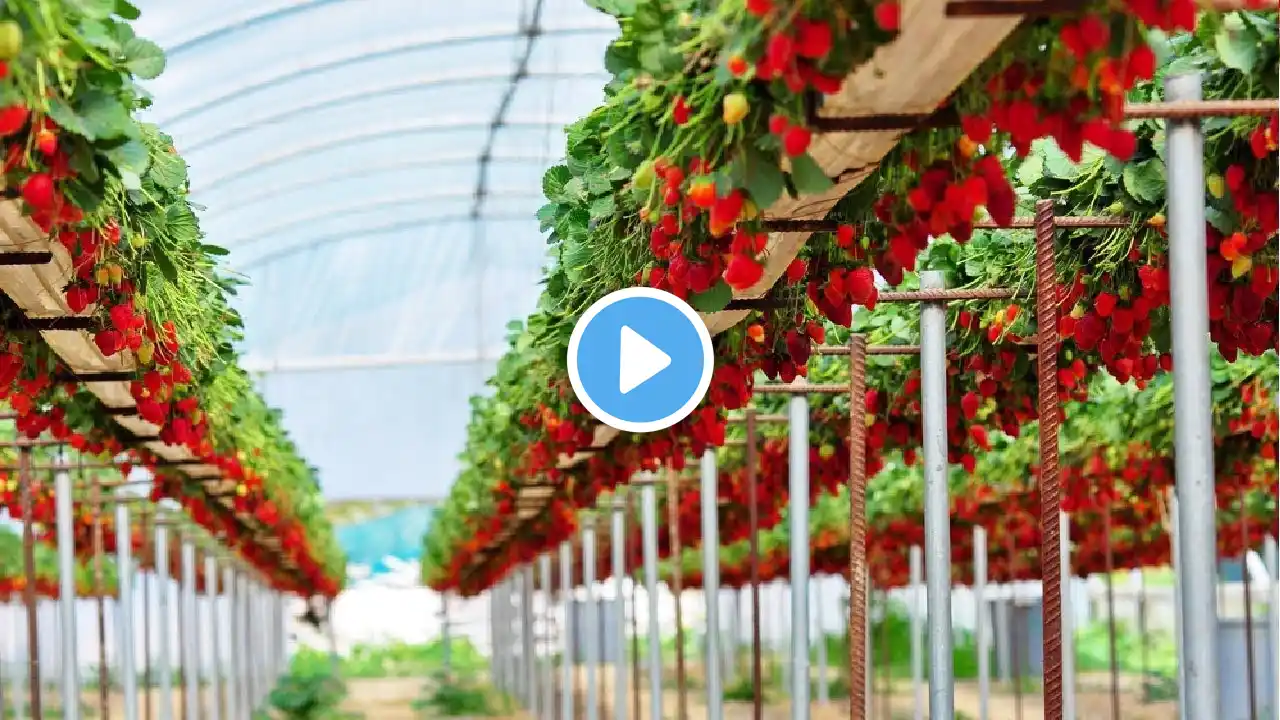 Awesome Hydroponic Strawberries Farming Modern Agriculture Technology Strawberries Harvesting