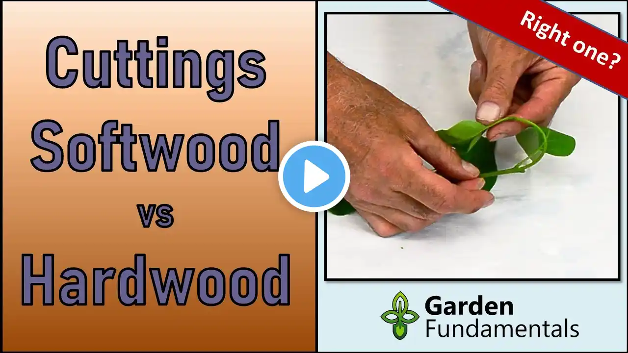 Softwood Cuttings vs Hardwood Cuttings ✂️🔪✂️ And When to Collect Them