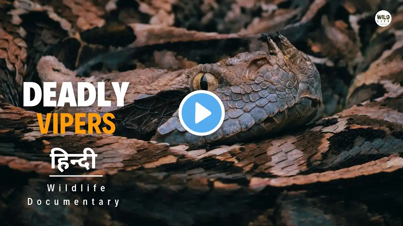 Deadly Vipers - हिन्दी डॉक्यूमेंट्री | Wildlife documentary in Hindi