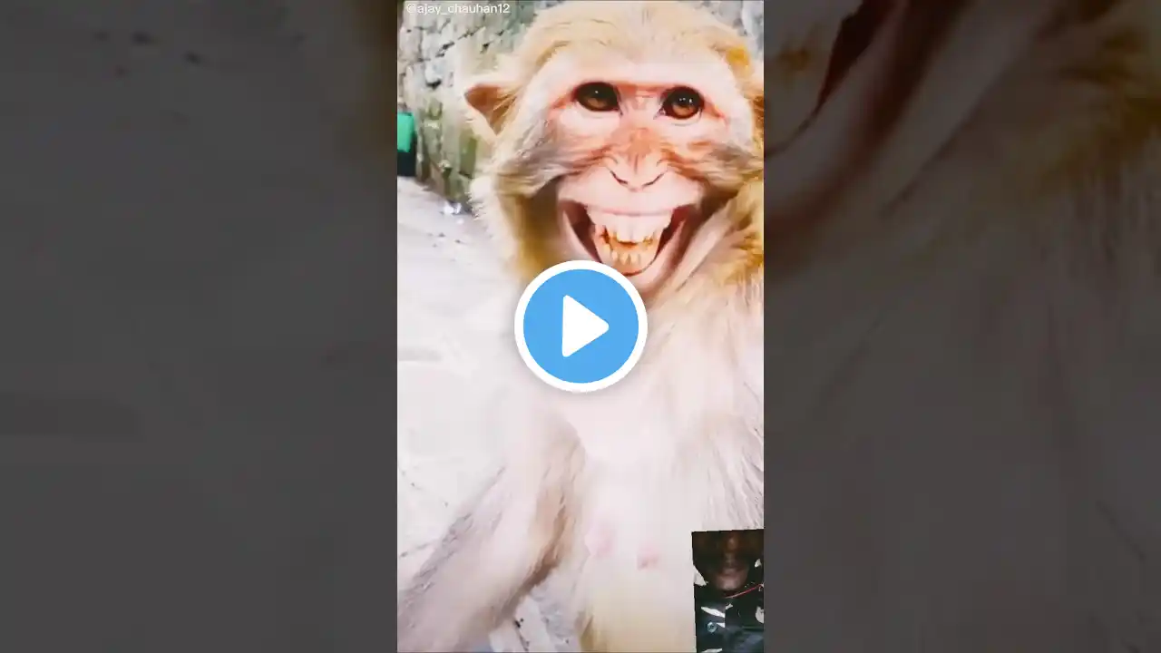 Monkey 🐒 smile ☺️ #funny #kids#cartoon #dog #monkey