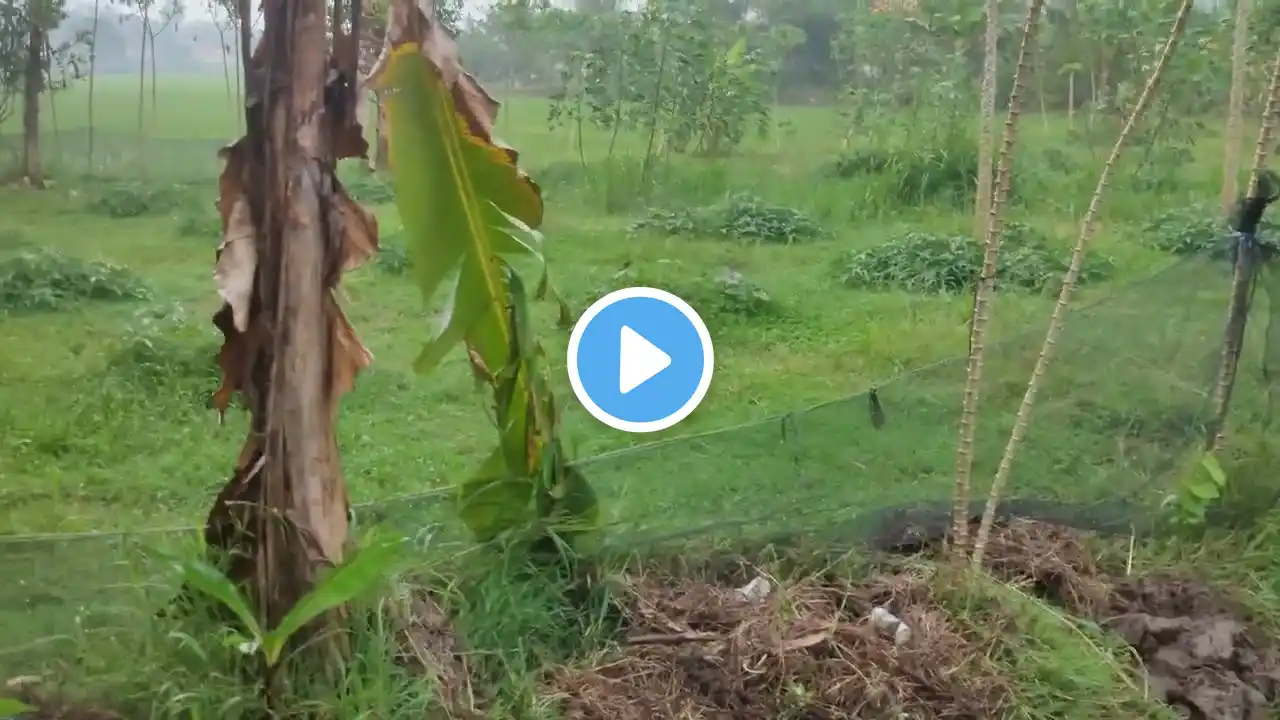 Rain and Thunderstorm | Walk Exploring Super Clean Villages in Indonesia