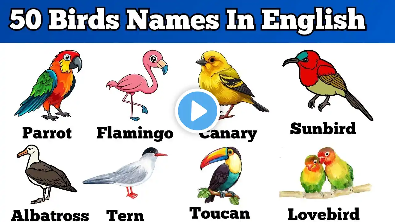 Learn 50 Birds Names in English – Improve Your Vocabulary!