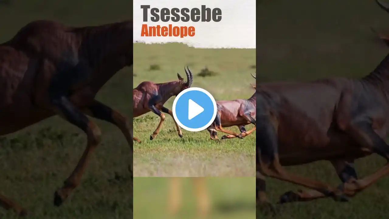 अफ्रीका के सबसे सुन्दर tsessebe antelope MOST BEAUTIFUL ANIMALS\\@toptube\\#tranding#shorts#viral