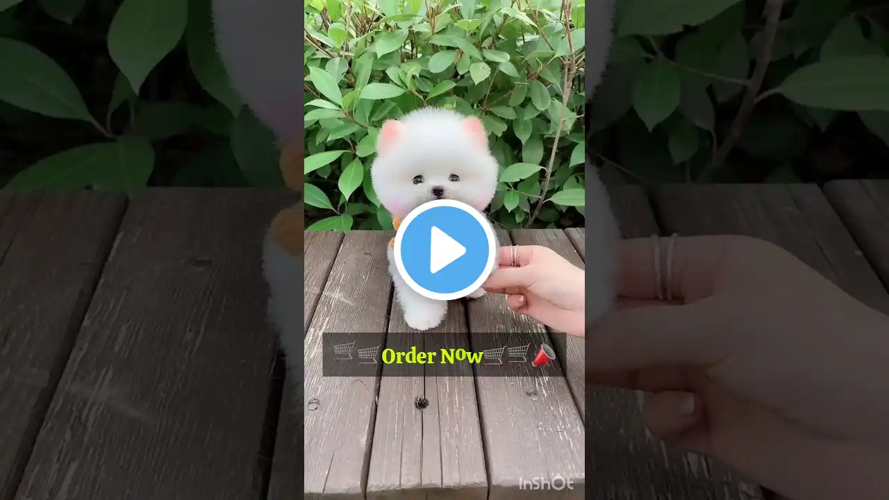 Pomeranian dog Order Kaise kare ll small cute dog shorts video ll Teacup dog #cutedog #shorts #viral