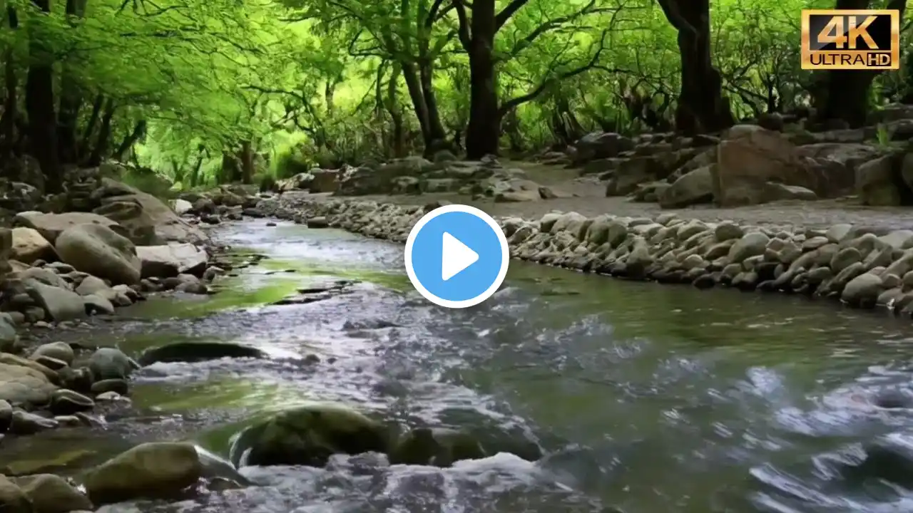 Fir Forest Brook with Heavy Pouring Water Sound, Birds Singing for Sleep, Meditation, ASMR