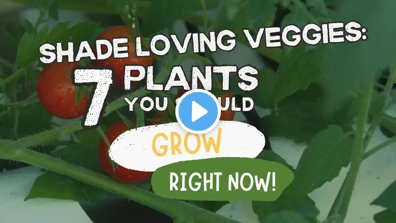 Shade-Loving Veggies: 7 Plants You Should Grow Right Now!