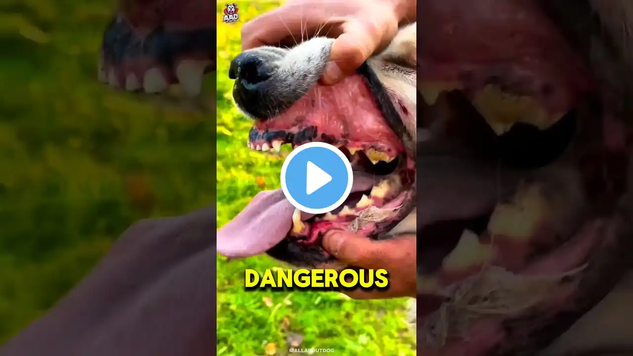 3 Most deadliest and dangerous dog breeds in the world 🔥🌎 #shorts #dog