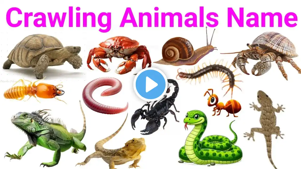 Crawling Animals Name for Kids | Learn Reptiles & Insects in English with Pictures & Sounds |
