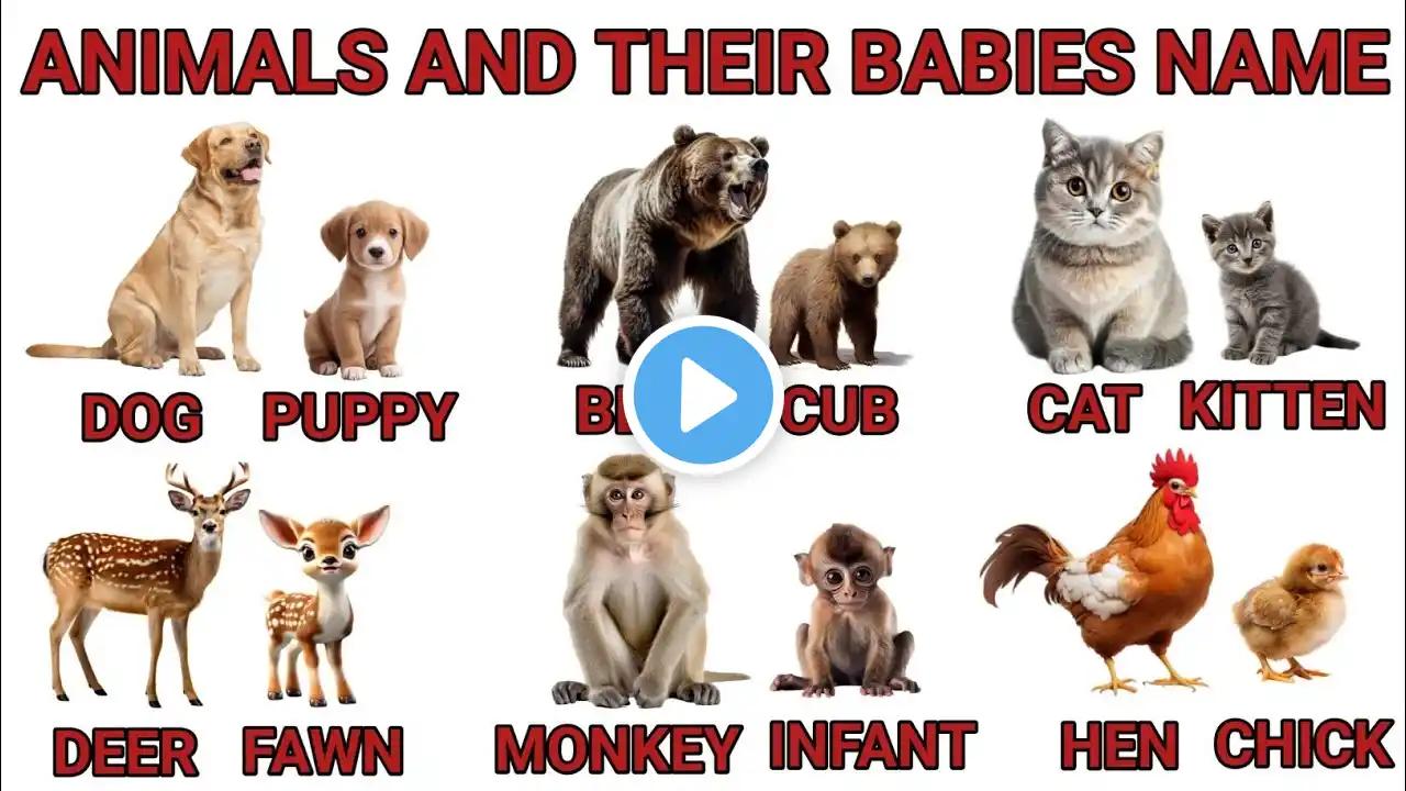 Animals and their babies | Animals and their young ones |Animals babies | Baby animals| Animal baby