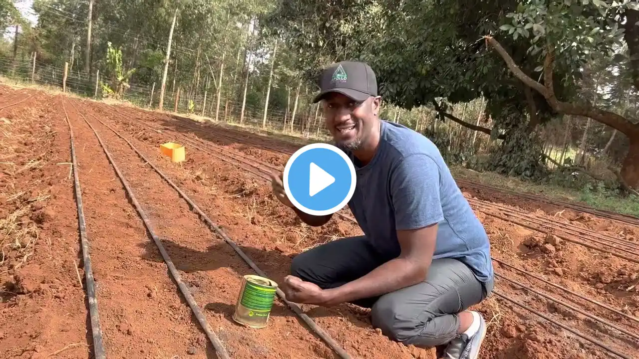 Direct Sowing of Spinach Seeds