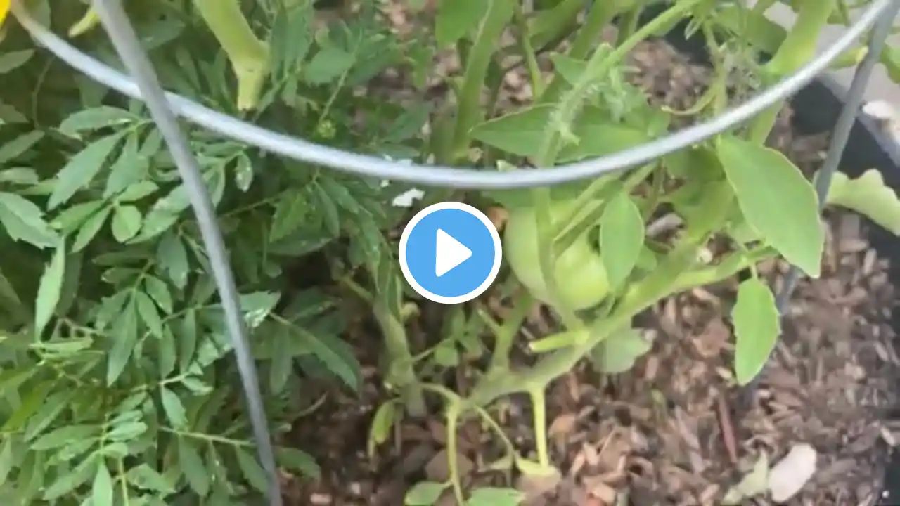 Zone 7 Weekly Garden Update Aug 6 Planting Carrots Harvesting Celery Seed