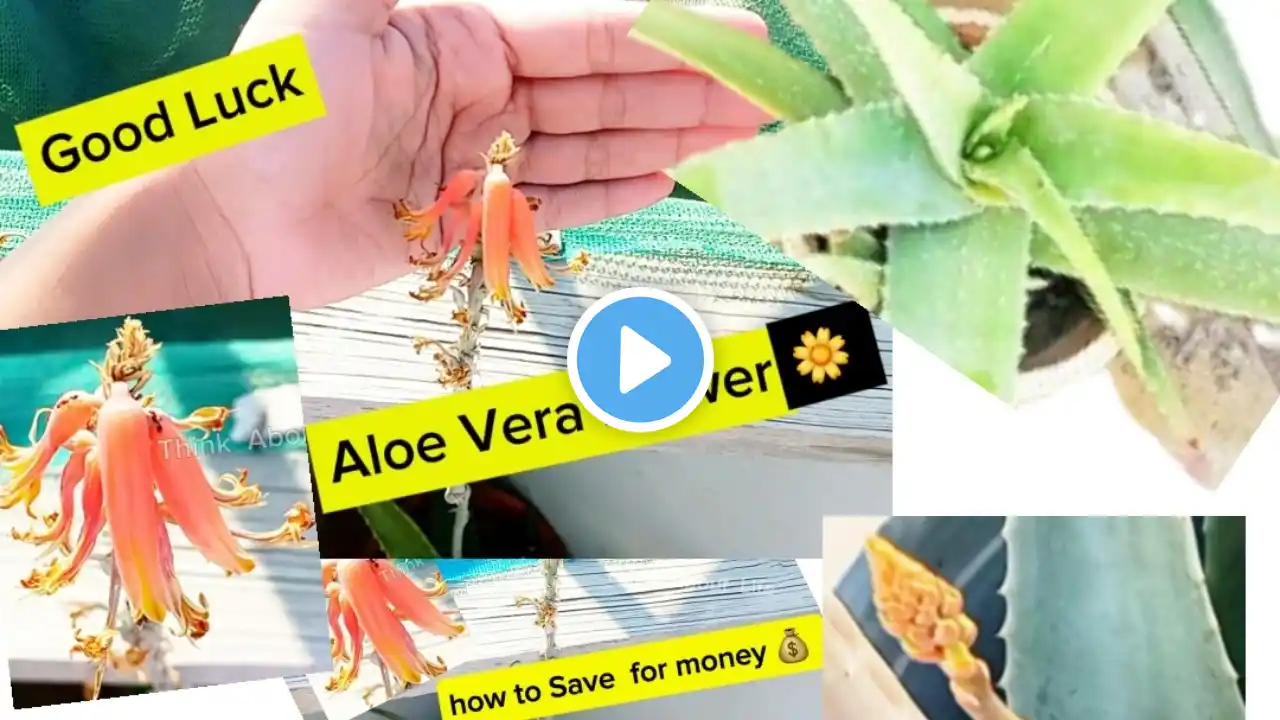 Uses of Lucky Aloe Vera flowers | Aloe vera flower | Aloe vera benefits | #Aloevera #ThinkaboutLife