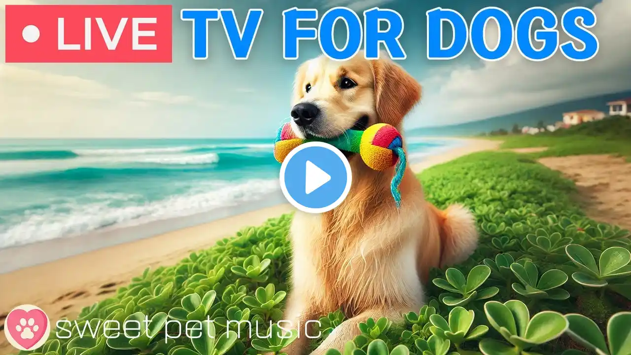 🔴 24 Hours of Anti Anxiety Dog TV｜Relaxing Music for Dogs& Fast-Boredom Busting Videos for Dog Music