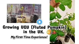 How to grow UGU (Fluted Pumpkin) seed in the UK, experience of a first timer.