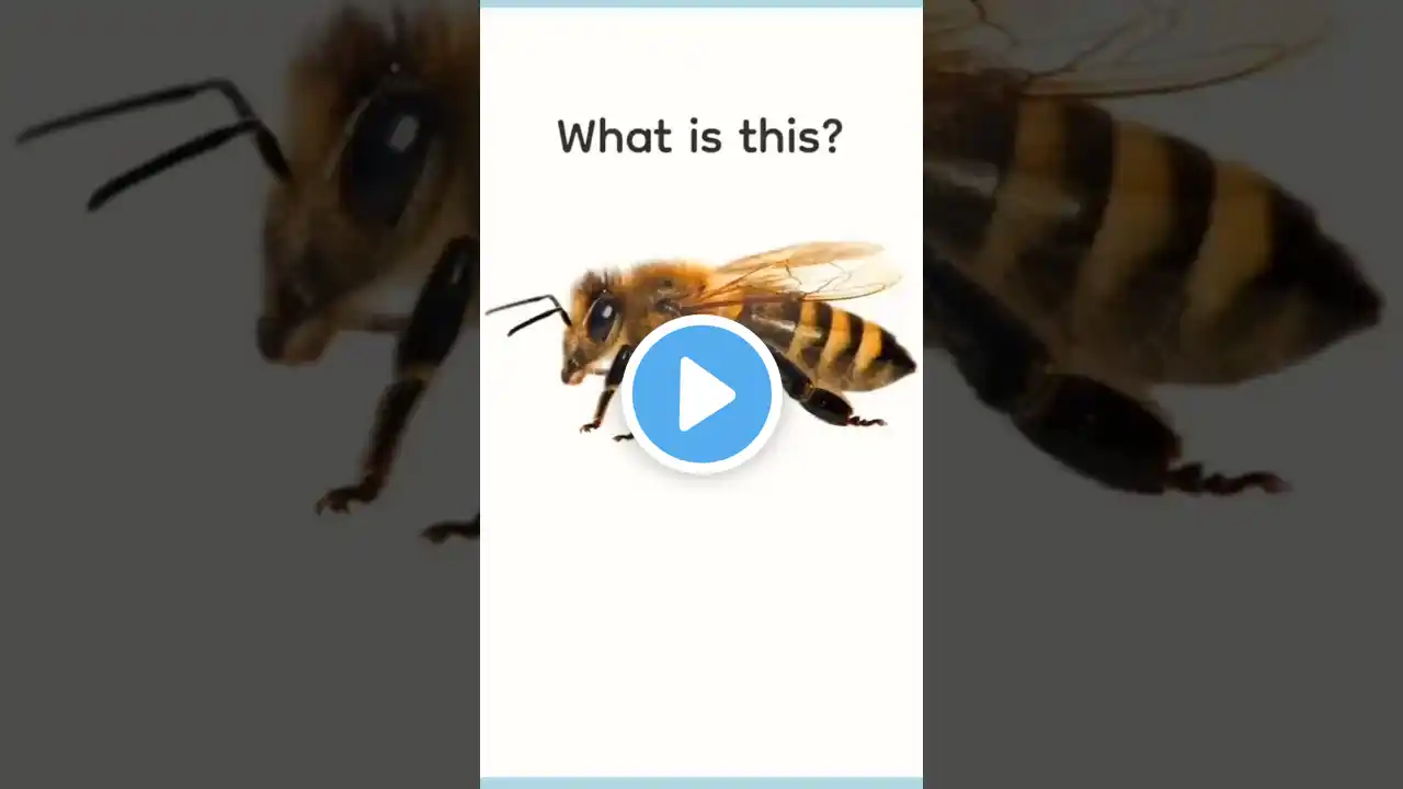 Learn English about Insects #shorts #shortvideo