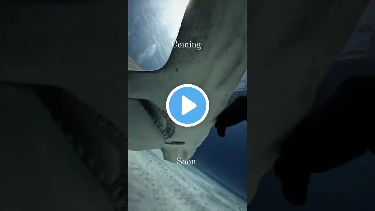 Hammerhead season in the Bahamas!🐬🦈🤿🌊#shorts #youtubeshorts #shortsfeed #viralvideo #trending